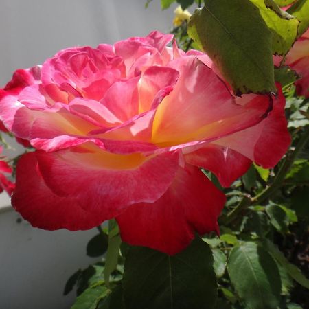 פולוניה Iliopoulou Studios מראה חיצוני תמונה