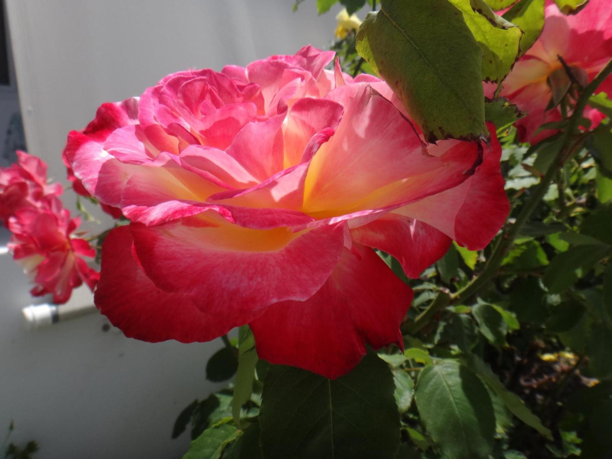 פולוניה Iliopoulou Studios מראה חיצוני תמונה
